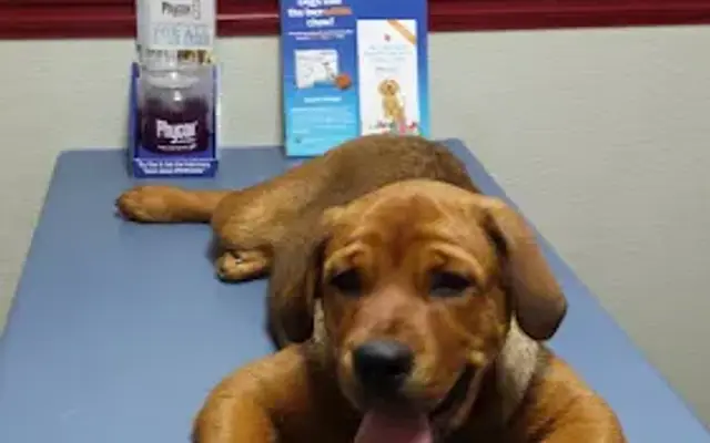 Old Capitol Pet Care in Milledgeville, GA