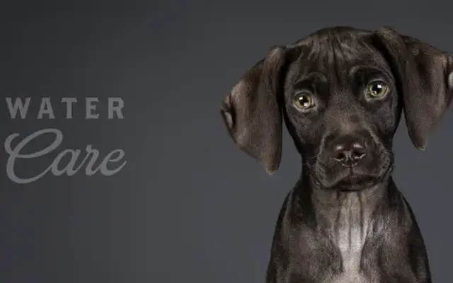 Blue Water Pet Care, Inc. in Port Huron, MI