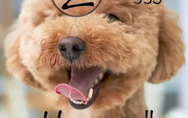 Not 2 Shaggy Express Pet Nail Trimming Service in Pooler, GA