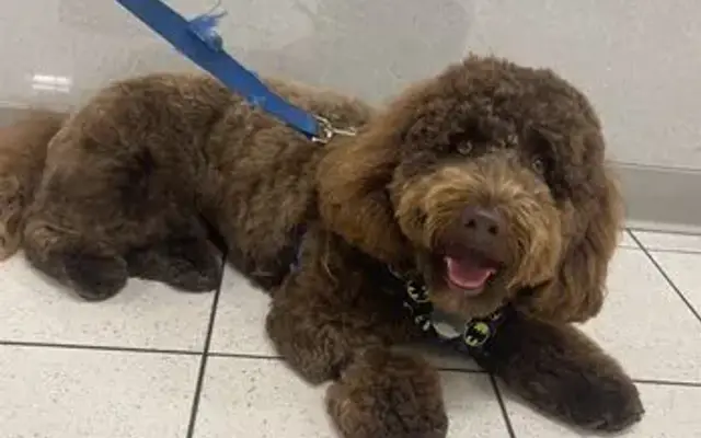Waggin Tails in Moorpark, CA