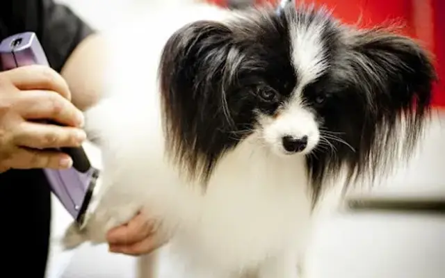 All About Pets in Galesburg, IL