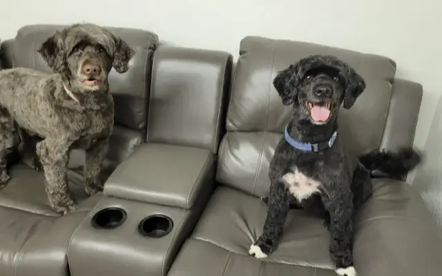 Barks to Bubbles Grooming in Grawn, MI