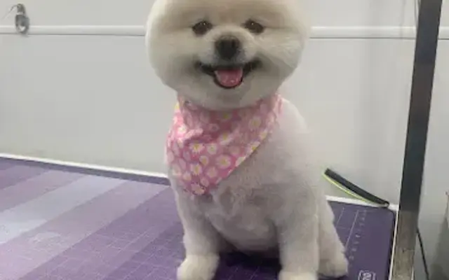 P&P Mobile Pet Groomers in Southwest Ranches, FL