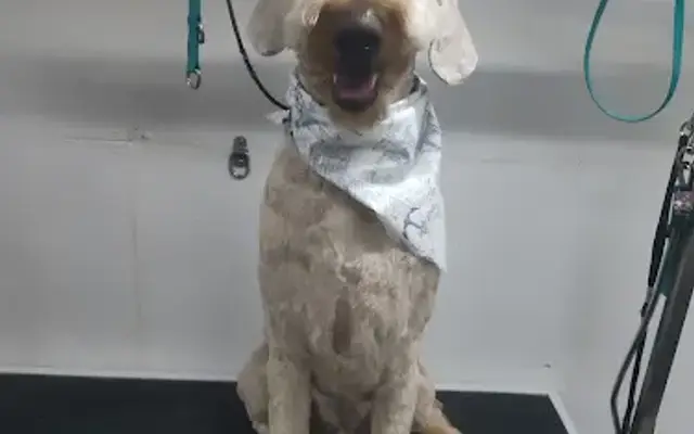 Harley's Sweet Spa Pups in Lake Elsinore, CA