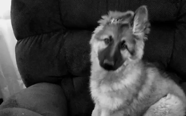 Best Paw Forward Pet Grooming in Portsmouth, OH
