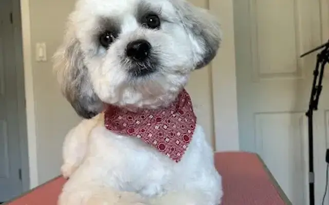 Cook’s Comfort Grooming & Pet Services in Lilburn, GA