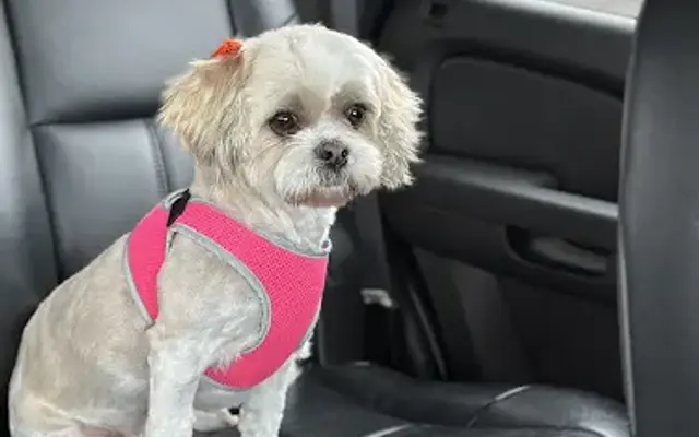 Muddy Paws Doggie Spa in Copperas Cove, TX