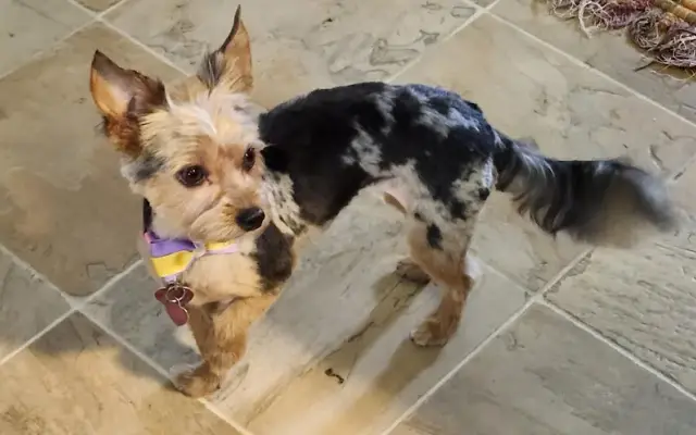 Paws To Groom & Board in Emmetsburg, IA