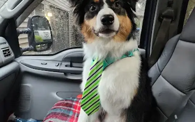 Divine Tyming Dog Grooming in Lakewood, WA