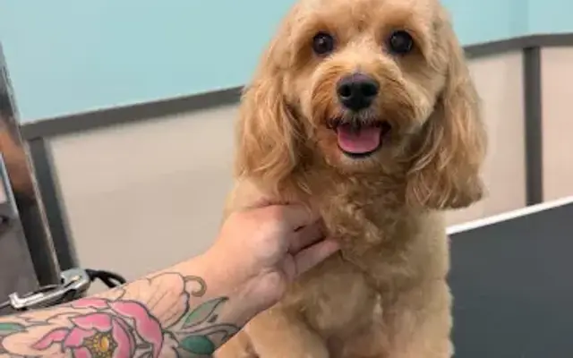 Pet Supplies Plus Vacaville Grooming in Vacaville, CA