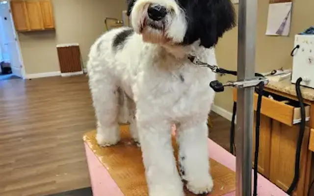 Canine Designs Pet Grooming in Sweetwater, TN