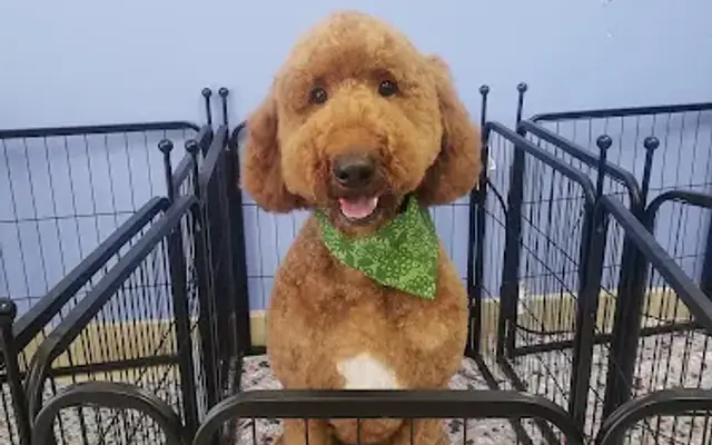 Vida pet grooming in Reseda, CA