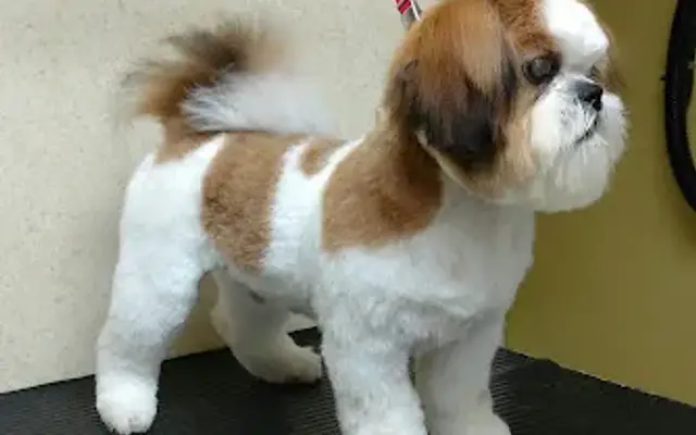 Exclusively Paws Grooming in Mansfield Center, CT