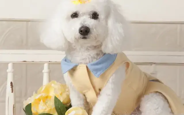 Fetch Grooming Studio in Shoreview, MN