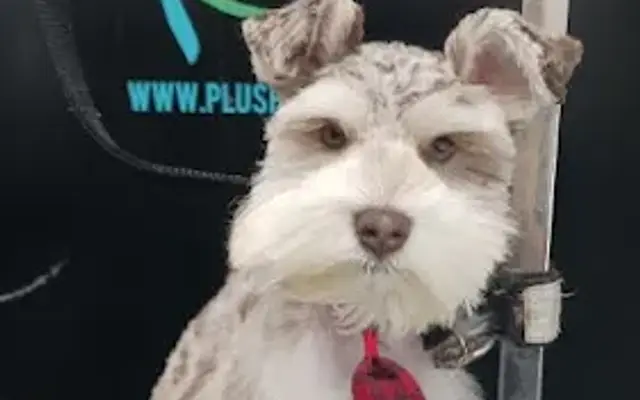 Plush Pet Spa in Riverview, FL