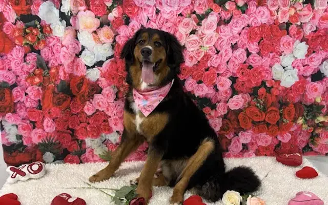 ABC Pet Resort & Spa in Houston, TX