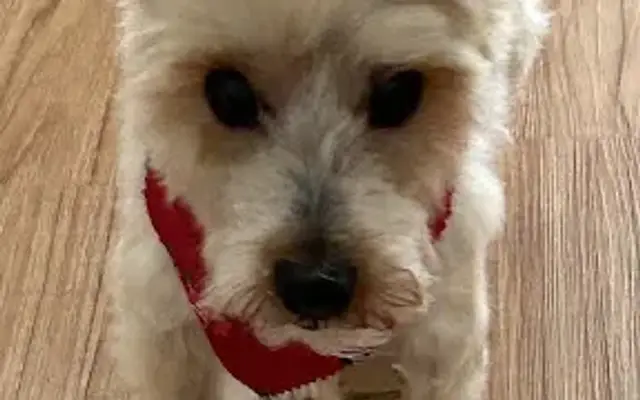 JP's Pet Grooming in Largo, FL