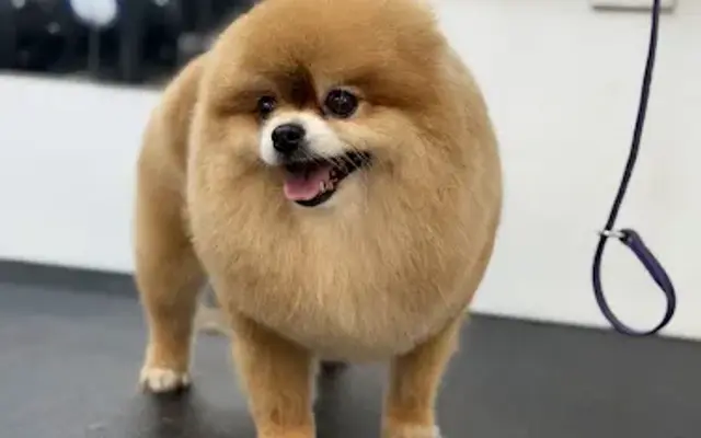 4 Paws 1 Tail in North Hills, CA
