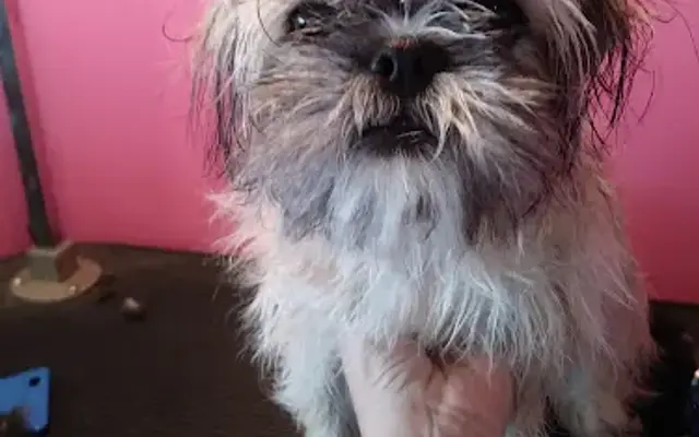 Shampooches Dog Grooming in Fair Grove, MO