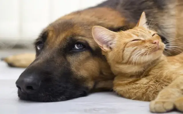 Foxmoor Pet Care in Tomball, TX