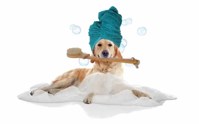 Bark'n Bubbles Pet Services, LLC in Goshen, NY