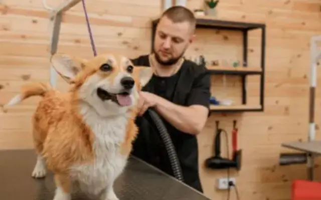 Dog Daddy Grooming & Companionship in Boynton Beach, FL