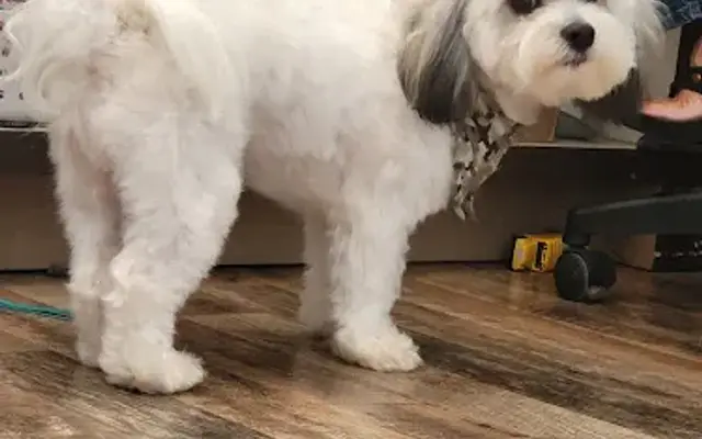 Southern Paws Grooming and Daycare-ALABAMA in Rainsville, AL