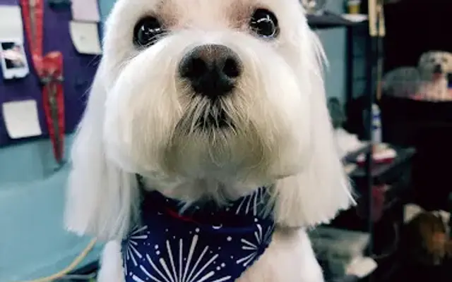 Merlon's Pet Grooming in Madison, IL