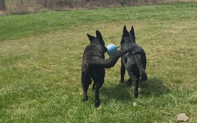 Cool Spring Farm Kennel, LLC in Lexington, MI