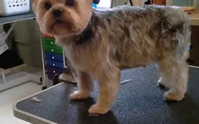 Four Paws Grooming in Spring Lake Park, MN