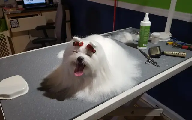 Paws For Champagne(Doggee Style Grooming) in Boynton Beach, FL