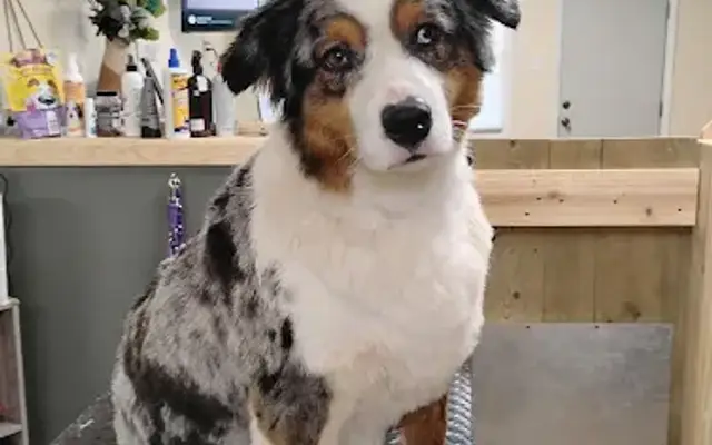 Canine Couture Dog Grooming in Colorado City, TX