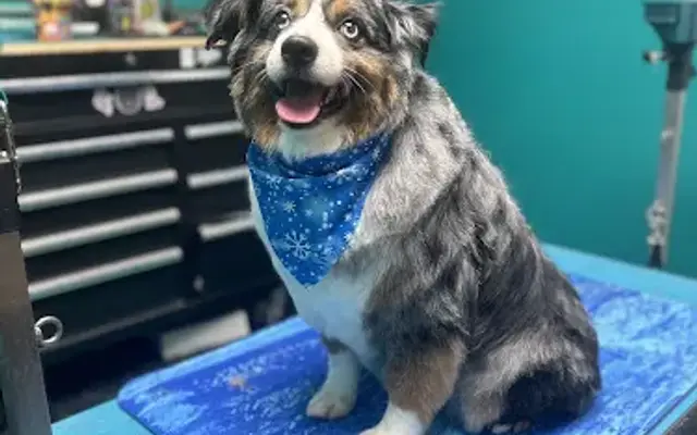 Mystic Mutts Grooming in Tampa, FL