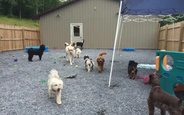 Pawnal Pets in Pownal, VT
