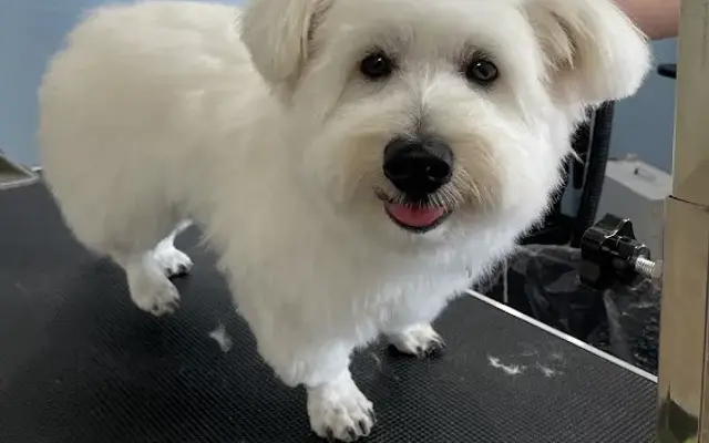 Max's Groomer in Oak View, CA