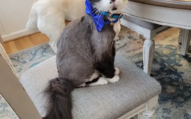 Gaila Grooming in Warrenton, VA