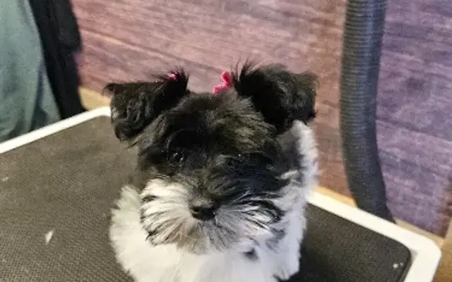 Yorkshire and schnauzer puppies All 4 Pets Ruidoso Nm in Ruidoso, NM