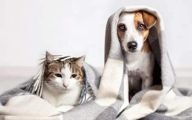 Ivy Pet Resort in Peachtree City, GA