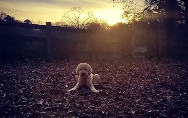 Southern Pet Lodge, LLC in Williamson, GA
