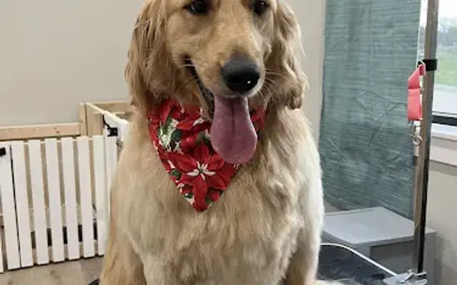 Morgan's Pampered Pet's in Troup, TX