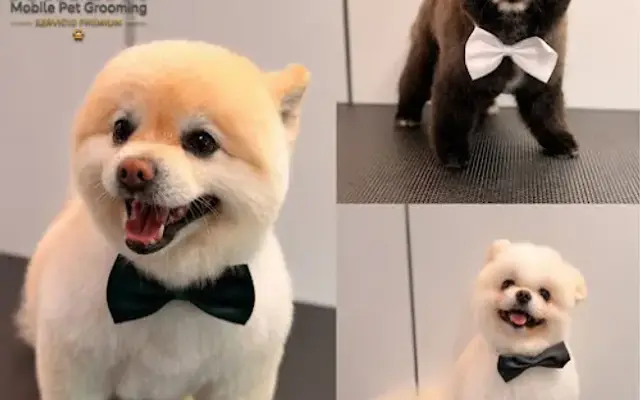 paw spa mobile pet grooming in Margate, FL