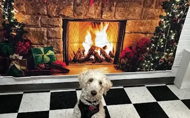 Waggy Tailz PetSitting & Home Boarding in Lillington, NC