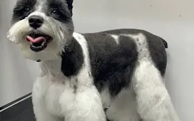 Shine mobile Grooming in South San Francisco, CA