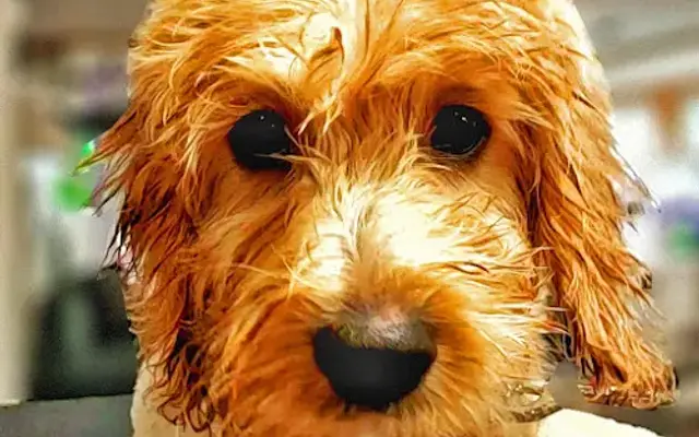 Rover Made Over Mobile Pet Grooming in Springfield, IL