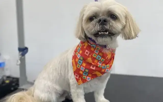 Pawsitively Healthy Pet Care & Nutrition in Springville, UT