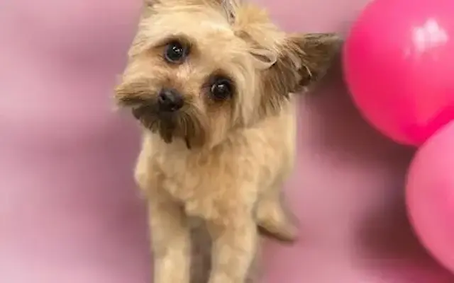 Bow Wow Boutique in Charlotte, NC