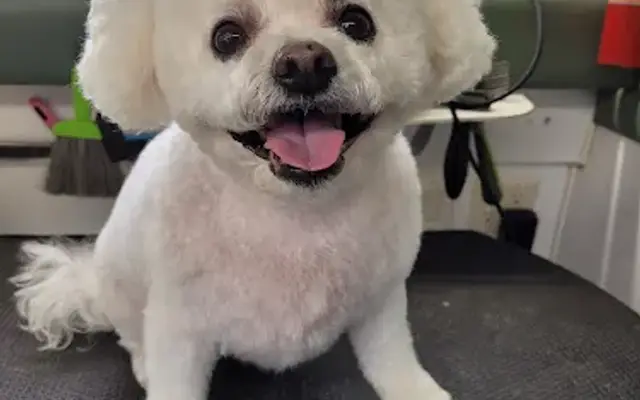 Grooming Butler in Hampton, VA