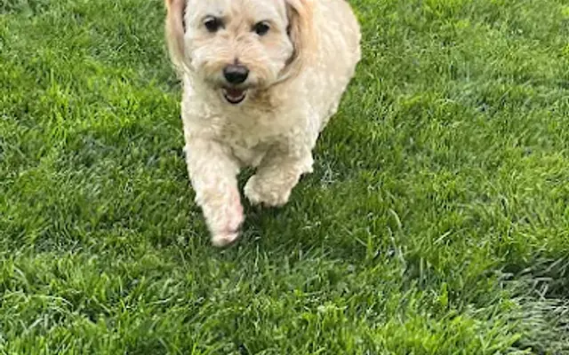 Debbie's Doghouse & Pet Palace in Niagara Falls, NY