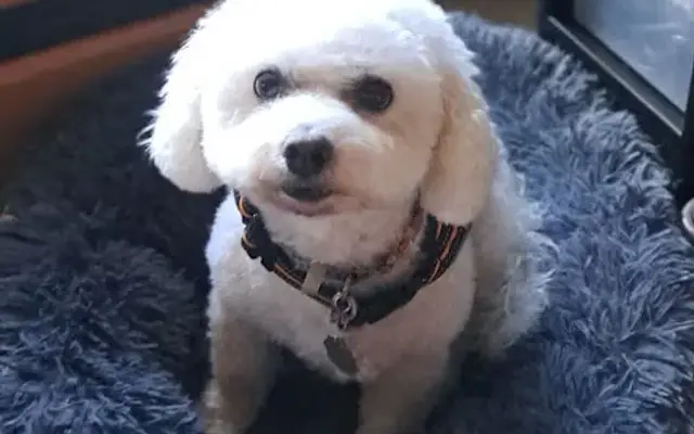 The Paw Pad Salon LLC in Crystal City, MO