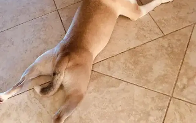 Doggies Gone Wild in Miami Gardens, FL